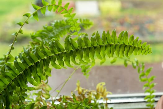 Green domestic fern leaves in front of the window