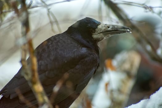 A rook is sitting in a tree on a winter day, Chelm, Poland