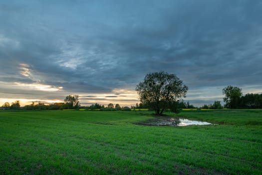 A tree and a green field, clouds during sunset, Zarzecze, Poland