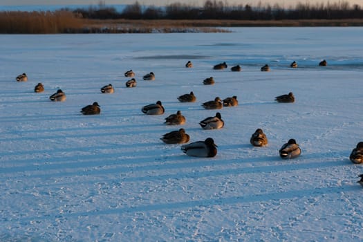 Mallard ducks sitting on a frozen lake, Zoltance, Poland