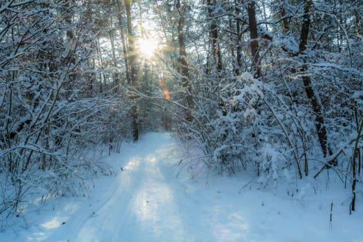 Path through the winter forest and the sun between the trees, Chelm, Poland