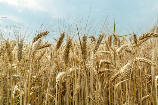Golden ears of grain and cloudy sky, summer view