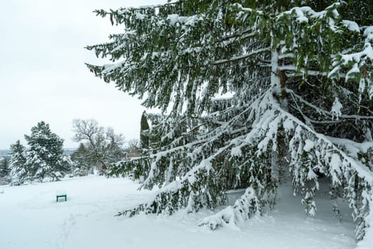Snow on the branches of a large coniferous tree, Chelm, Poland