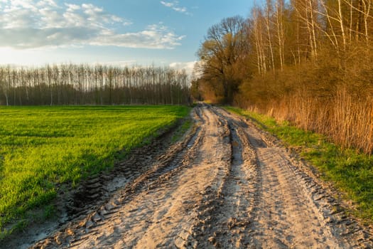 Dirt road by the forest and a green field, spring day