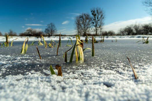 Grasses in a frozen pond, trees on the horizon, Nowiny, Poland