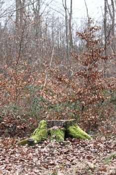 A weathered tree stump with moss, in an autumn forest.Ein verwitterter Baumstumpf mit Moos, in einem herbstlichen Wald.