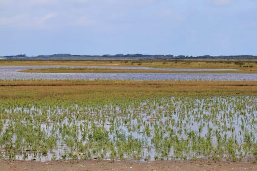 A natural landscape on the North Sea coast in the Netherlands.Eine Naturlandschaft an der Nordseeküste in den Niederlanden.