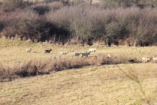 a small flock of sheep on the edge .eine kleine Schafherde am Waldrand