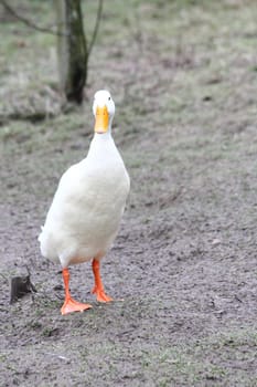 The running duck or Indian runner, also known as bottle duck, is a duck terrace derived from the Stockente (Anas platyrhynchos).Die Laufente oder Indische Laufente, auch Flaschenente genannt, ist eine von der Stockente (Anas platyrhynchos) abstammende Entenrasse.