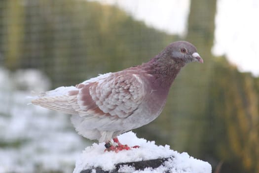 Close up view of a city pigeon (Columba livia forma domestica).Nahaufnahme von einer Stadttaube, (Columba livia forma domestica).