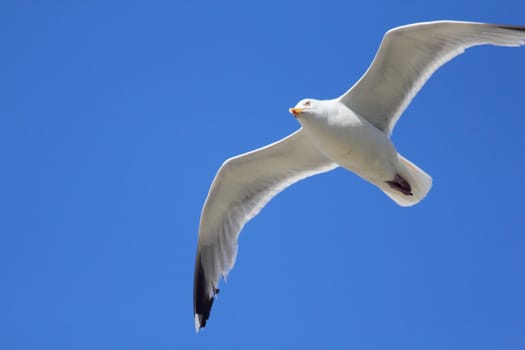 Close-up of a flying gull, with blue sky background .Nahaufnahme einer fliegenden Silbermöwe, mit blauem Himmel im Hintergrund.