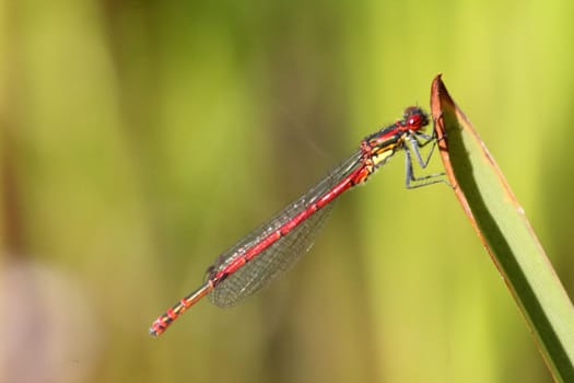 The Scarlet (Ceriagrion tenellum), is a small bark species from the family of the slimy bark (Coenagrionidae).Die Scharlachlibelle (Ceriagrion tenellum), ist eine Kleinlibellenart aus der Familie der Schlanklibellen (Coenagrionidae).