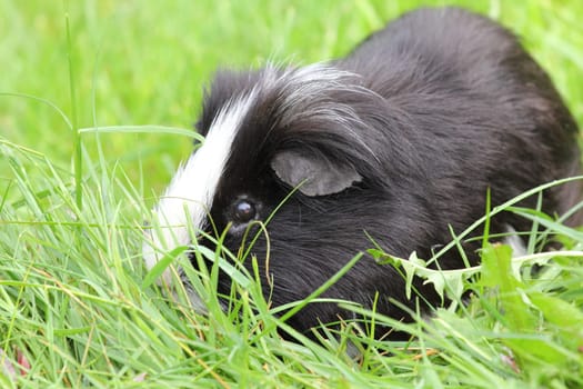 The guinea pigs (Caviidae) are a family from the order of Rodents.Die Meerschweinchen (Caviidae) sind eine Familie aus der Ordnung der Nagetiere.