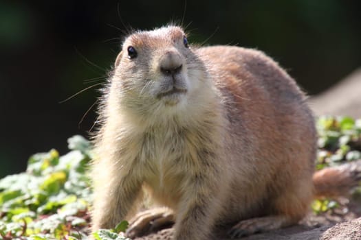 Prairie dogs (genus Cynomys) are herbivorous burrowing rodents native to the grasslands of North America..Präriehunde sind eine nordamerikanische Gattung der Erdhörnchen. Sie sind verwandt mit den Murmeltieren und den Zieseln..
