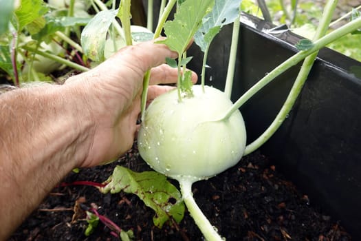 Kohlrabi (Brassica oleracea var. gongylodes) im Hochbeet
