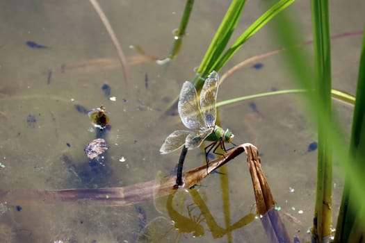 Große Königslibelle (Anax imperator) bei der Eiablage im Gartenteich eines naturnahen Gartens