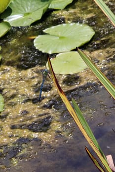 Große Königslibelle (Anax imperator) am Gartenteich eines naturnahen Gartens