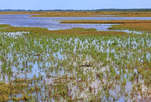 A natural landscape on the North Sea coast in the Netherlands.Eine Naturlandschaft an der Nordseeküste in den Niederlanden.