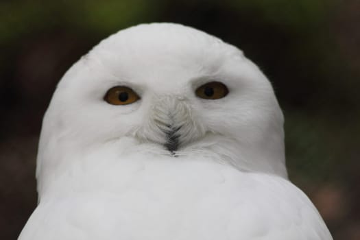 Portrait shot of a snowy owl, (Nyctea scandiaca) .Porträtaufnahme einer Schnee-Eule, (Nyctea scandiaca).