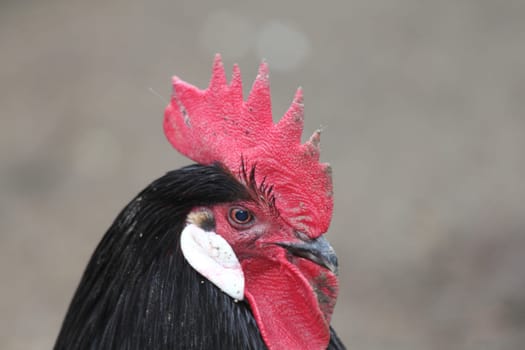 Black cock with red comb and white ear discs.schwarzer Hahn mit rotem Kamm und weißen Ohrscheiben.