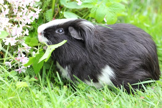 The guinea pigs (Caviidae) are a family from the order of Rodents.Die Meerschweinchen (Caviidae) sind eine Familie aus der Ordnung der Nagetiere.