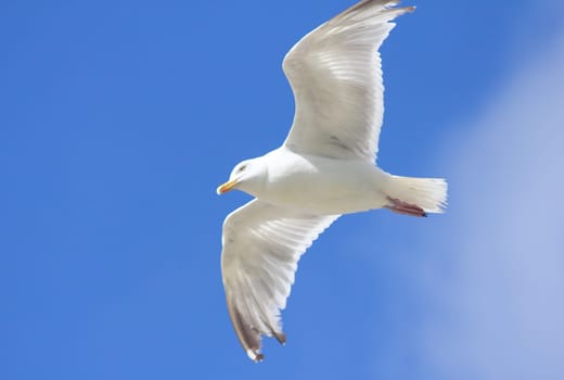 Close-up of a flying gull, with blue sky background .Nahaufnahme einer fliegenden Silbermöwe, mit blauem Himmel im Hintergrund.