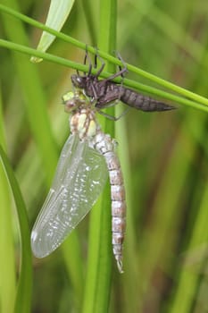 Newly hatched Great King's belle (Anax imperator) on her exuvie.Frisch geschlüpfte Große Königslibelle (Anax imperator) an ihrer Exuvie.