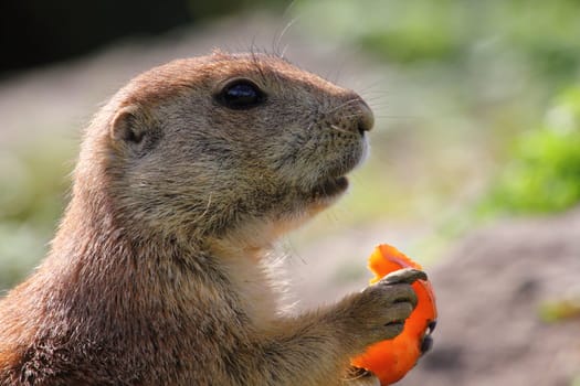 Prairie dogs (genus Cynomys) are herbivorous burrowing rodents native to the grasslands of North America..Präriehunde sind eine nordamerikanische Gattung der Erdhörnchen. Sie sind verwandt mit den Murmeltieren und den Zieseln..