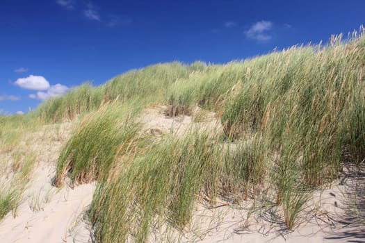 Dunes on the North Sea in the Netherlands.Dünenlandschaft an der Nordseeküste in den Niederlanden.