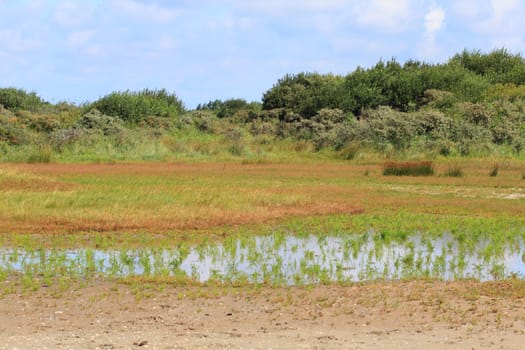 A natural landscape on the North Sea coast in the Netherlands.Eine Naturlandschaft an der Nordseeküste in den Niederlanden.
