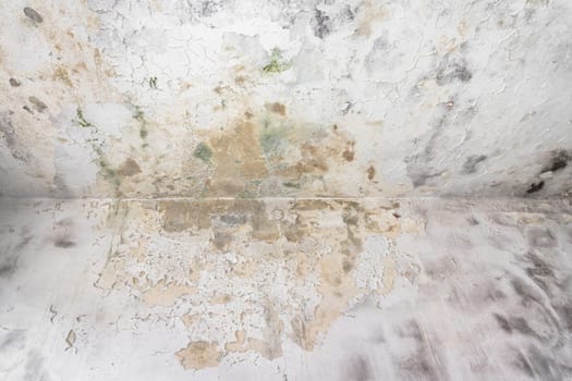 Mold fungus on ceiling and wall of roomcreating health problems for the home owners. Molds can thrive on any organic matter including ceilings, walls and floors of homes with moisture management problems.