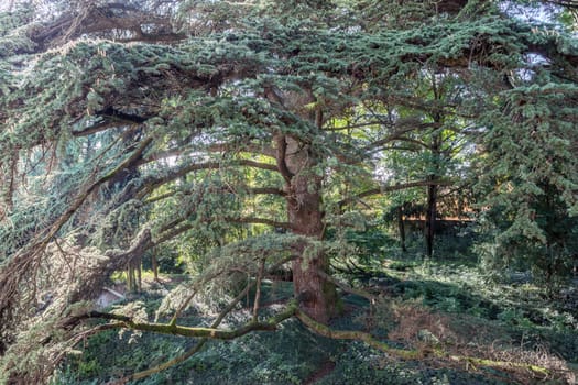 Large and majestic evergreen tree. Landscape background.