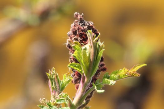 Close-up of an inflorescence of vinegar tree .Nahaufnahme von einem Blütenstand des Essigbaumes.