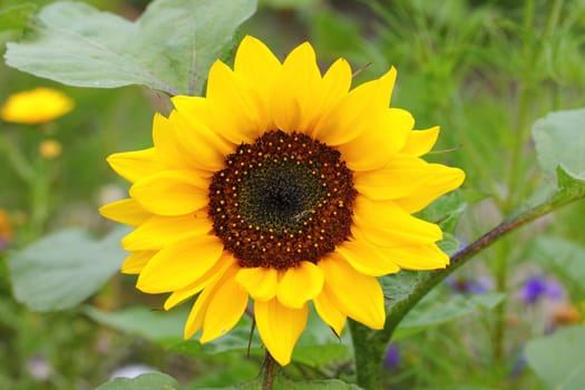 Helianthus annuus, the common sunflower, is a large annual forb of the genus Helianthus .Die Sonnenblume (Helianthus annuus), auch Gewöhnliche Sonnenblume genannt, ist eine Pflanzenart aus der Gattung der Sonnenblumen (Helianthus).
