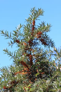common sea-buckthorn  (Hippophae rhamnoides), is a plant species from the genus of the Sanddorne (Hippophae).Der Sanddorn (Hippophae rhamnoides), ist eine Pflanzenart aus der Gattung der Sanddorne (Hippophae) .