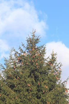 The top of a spruce, blue sky in the background.Die Spitze einer Fichte, blauer Himmel im Hintergrund.