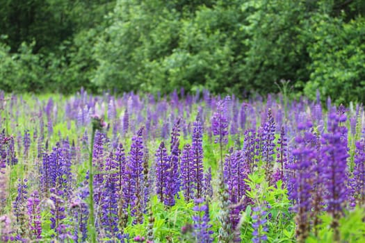 Lupins (Lupine), are a plant genus in the subfamily of the flowering plants (Faboideae).Lupinen (Lupinus  von ahd. luvina, zu lat. lupus „Wolf“), sind eine Pflanzengattung in der Unterfamilie der Schmetterlingsblütler (Faboideae).