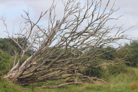 Dead tree with blue sky in the background.Abgestorbener Baum mit blauem Himmel im Hintergrund.