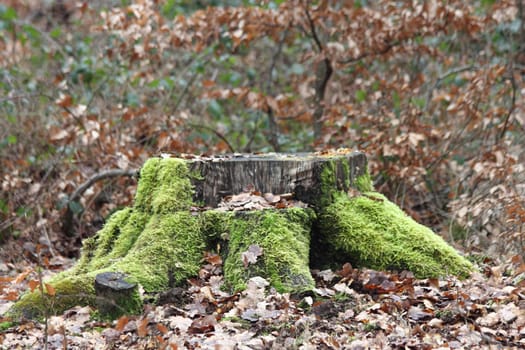 A weathered tree stump with moss, in an autumn forest.Ein verwitterter Baumstumpf mit Moos, in einem herbstlichen Wald.