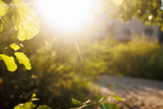 beautiful view of green landscape with foliage and sunlight