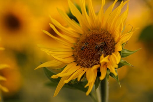bright yellow sunflower with insects
