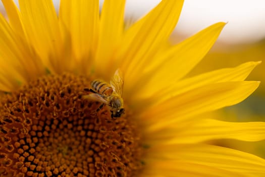 bright yellow sunflower with insects