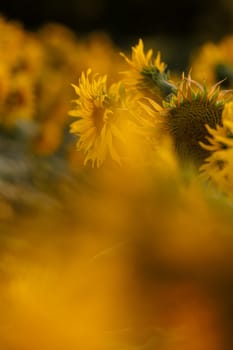 bright yellow sunflower with insects