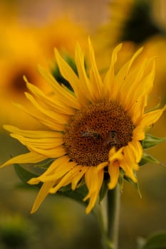 bright yellow sunflower with insects
