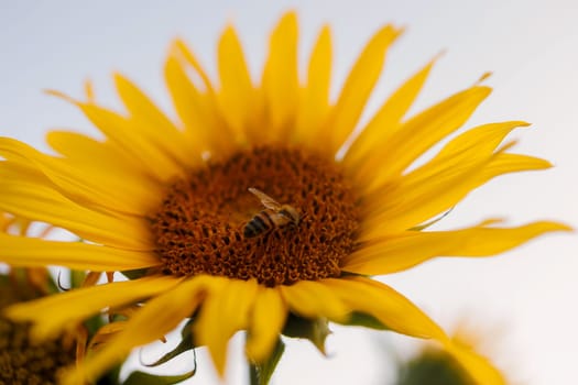 bright yellow sunflower with insects