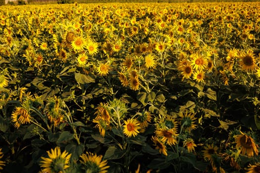 bright yellow sunflower with insects