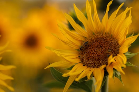 bright yellow sunflower with insects