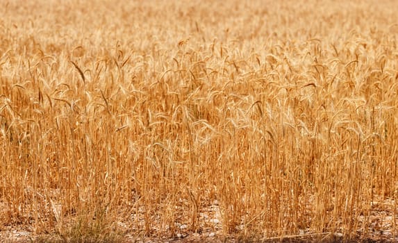 cornfield in sunlight
