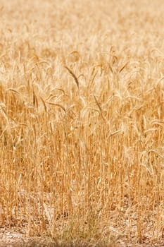 cornfield in sunlight