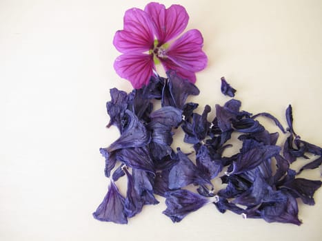 Dried mallow flowers and a fresh flower, Malvae sylvestris flos